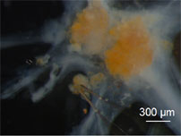 Micro-dissection of Aplysia Ganglia